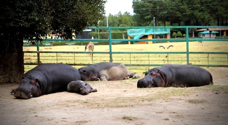 No todas son malas noticias: aumenta expectativa de vida en hipopótamos de Zacango