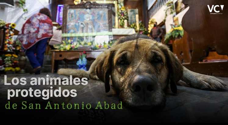 Los animales protegidos de San Antonio Abad